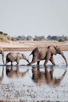 three elephants are walking in the water together