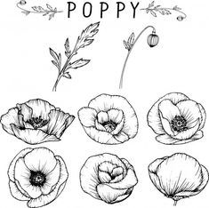 the poppy flowers are drawn in black and white, with an inscription that says poppy