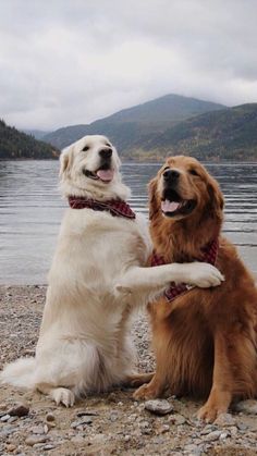 two dogs are sitting on the beach and one is holding its paw up to another dog