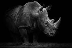 a black and white photo of a rhinoceros