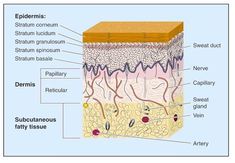 Skin Facts, Layers Of The Epidermis, Collagen Fibers, Skin Structure, Sweat Gland, Free Art Prints