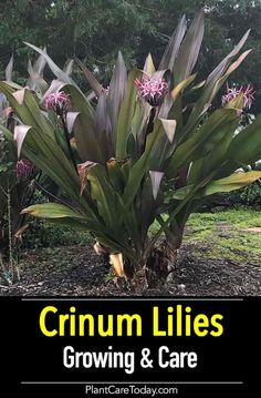 an image of a plant that is growing in the ground with text reading, crimum lilies growing & care