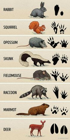 the different types of animals that are in each animal's body and their tracks