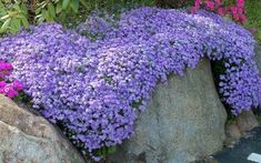 purple flowers are growing on the side of a large rock in front of some bushes