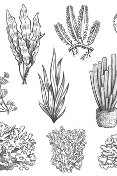 seaweed and corals are shown in this black and white illustration, hand drawn