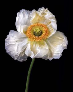 a single white flower with yellow stamen in the center on a black background,