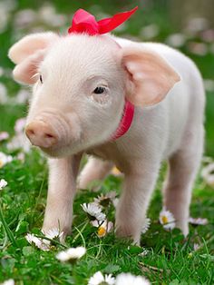 a small pig with a red bow on its head standing in the grass and daisies