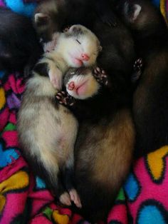 three ferrets cuddle together on a colorful blanket with their heads touching each other