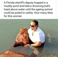 a man in white shirt and sunglasses sitting next to a brown cow with its head submerged in water