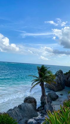 a palm tree sitting on top of a lush green hillside next to the ocean and rocks