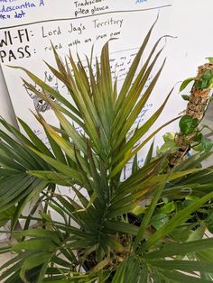 a potted plant sitting on top of a table next to a white board with writing on it