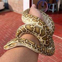 a hand holding a large snake on top of it's arm in front of a brick building