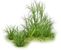 some grass is growing out of the ground on a white background with watermarks