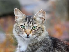 a close up of a cat with green eyes looking at the camera while standing in front of some bushes