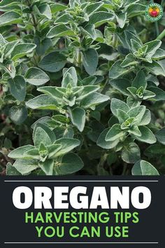 oregano growing in the garden with text overlay that reads organo harvesting tips you can use