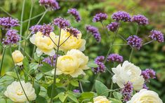 yellow and white flowers in a garden setting