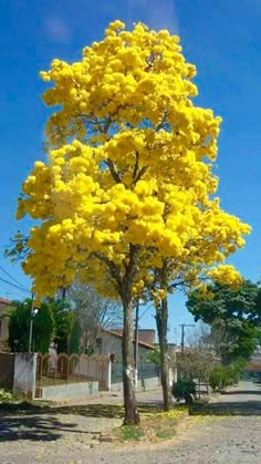 a tree with yellow flowers in the middle of a dirt road next to a building