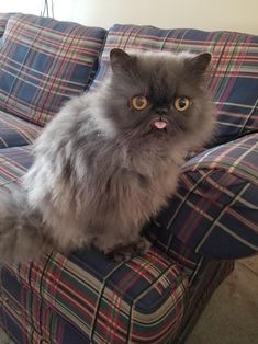 a grey cat sitting on top of a couch