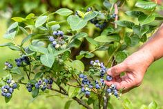 a person picking blueberries from a bush