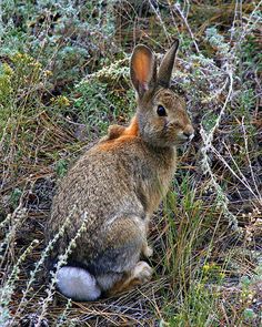 a rabbit sitting in the middle of some bushes and grass, looking at the camera