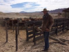 a man standing in front of a wooden fence with cattle behind it and mountains in the background