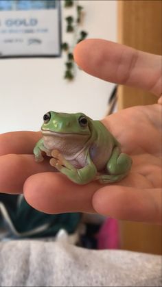 a small green frog sitting on top of someone's hand in the palm of their hand