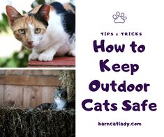 two pictures with cats and text that says tips & tricks how to keep outdoor cats safe