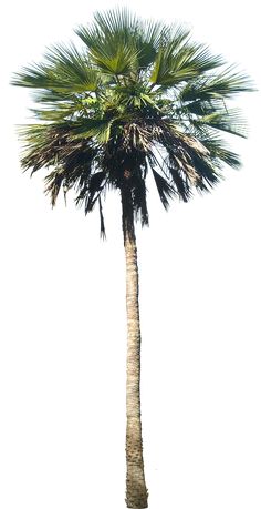 a tall palm tree is shown against a white background