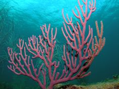 some pink corals are in the water and there is no image here to provide a caption for