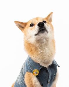 a small dog wearing a denim shirt and looking up