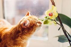 an orange and white cat smelling a flower on a window sill next to a potted plant