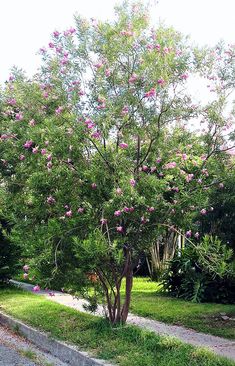 a small tree with pink flowers in the middle of a sidewalk and grassy area next to it