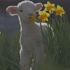 a baby lamb standing in the grass with yellow daffodils