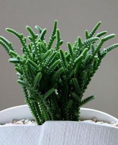 a small green plant in a white pot