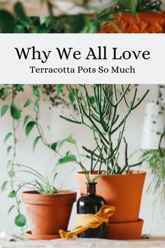 three potted plants with the words why we all love terracotta pots so much