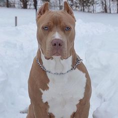 a brown and white pit bull dog sitting in the snow wearing a chain around its neck