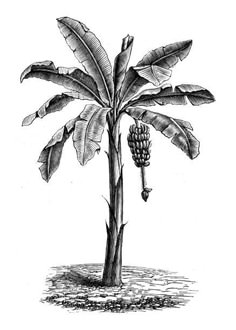 a black and white drawing of a banana tree