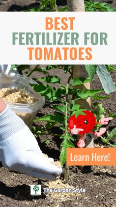 the best fertilizer for tomatoes is here to learn how to grow them in your garden