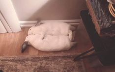 a dog curled up in a bed on the floor