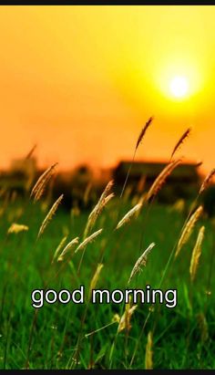 the words good morning are in front of a sunset over some green grass and flowers