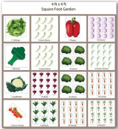 the four types of vegetables are shown in this diagram, and each has their own name