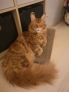 an orange cat sitting on top of a rug in front of a bookcase and drawers