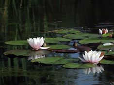 two white water lilies floating on top of a pond filled with lily pad flowers