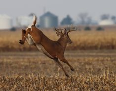 a deer jumping in the air with it's hind legs spread