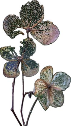 two green and brown leaves on a white background