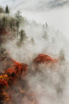 the trees are covered in thick fog and low lying clouds, as well as colorful foliage