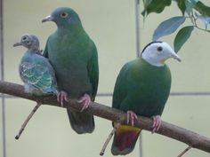 two green birds sitting on top of a tree branch