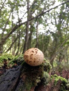 a mushroom sitting on top of a tree stump in the middle of a forest filled with trees