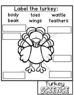 a turkey worksheet with labels to label the turkey