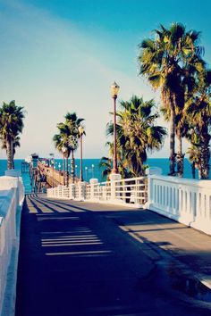 palm trees line the walkway leading to an ocean side beachfront area with white railings